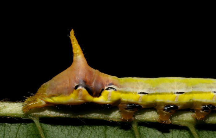 Fig. 11. Detalle cuerno posterior y coloración de <i>Xylodonta patrickgoodwilliei </i>(Notodontidae), larva en último estadío larval. Voucher: 06-SRNP-40459-DHJ414035.jpeg