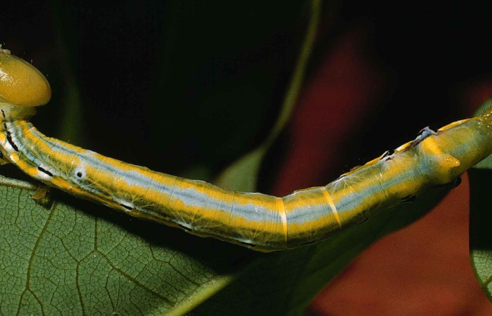 Fig. 1. Larva de <i>ylodonta markvanputteni</i> (Notodontidae), alimentandose de <i>Pterocarpus officinalis</i> (Fabaceae). Voucher: 99-SRNP-5630-DHJ51259.jpeg