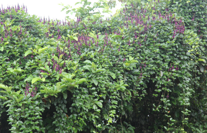 Fig. 12. <i>Dioclea malacocarpa</i> (Fabaceae), Planta hospedera de <i>Xylodonta patrickgoodwilliei</i> (Notodontidae). Foto. Dinnia Martínes, Estación Qüica, Noviembre 20224.