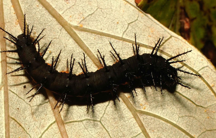 Figura 3. Larva <i>Actinote nox</i> (Nymphalidae). Posición dorsal en la hoja de la planta <i>Liabum asclepiadeum</i> (Asteraceae). 00-SRNP-430-DHJ52657.jpg.