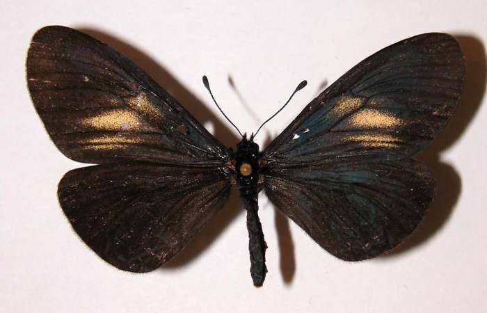 Figura 8. Adulto <i>Actinote nox</i> (Nymphalidae). Hembra posición dorsal. Área de Conservación Guanacaste, 00-SRNP-585-DHJ34428.