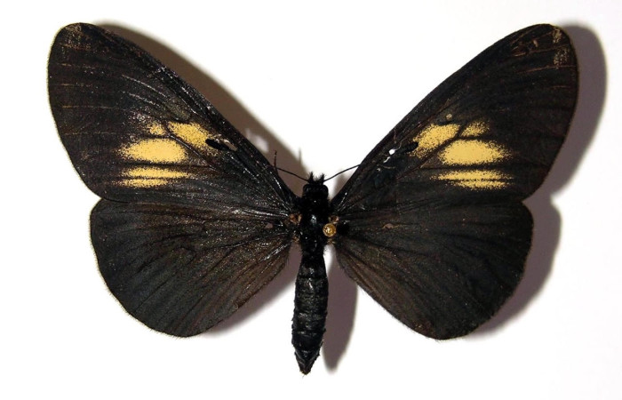 Figura 1. Adulto <i>Actinote nox</i> (Nymphalidae). Posición dorsal. Área de Conservación Guanacaste, Sector Santa Rosa. 00-SRNP-9005-DHJ96530.