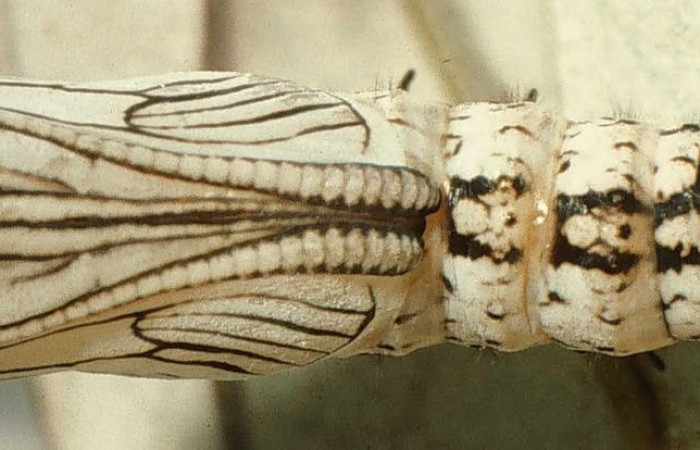 Figura 6. Pupa de <i>Actinote nox</i> (Nymphalidae). Vista ventral, Sector Santa Rosa ACG (300m). 98-SRNP-2685-DHJ44343.jpg.