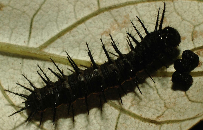 Figura 5. Larva <i>Actinote nox</i> (Nymphalidae). Posición dorsal en la hoja de la planta <i>Liabum asclepiadeum</i> (Asteraceae). 98 srnp 2687 dhj44350.jpg.