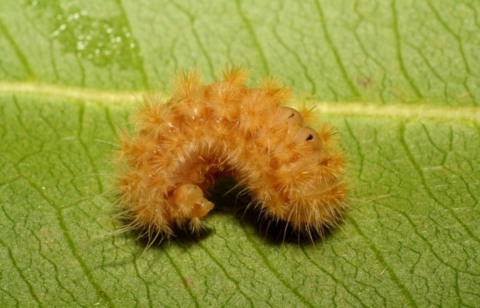 Fig.10 Larva <i>Trosia</i> Janzen03, (Megalopygidae), se alimenta <i>Terminalia catappa</i>, (introducido),(Combretaceae), mostrando la parte encogida cabeza y lateral entero. Voucher: 06-SRNP-42219-DHJ414630.jpg.