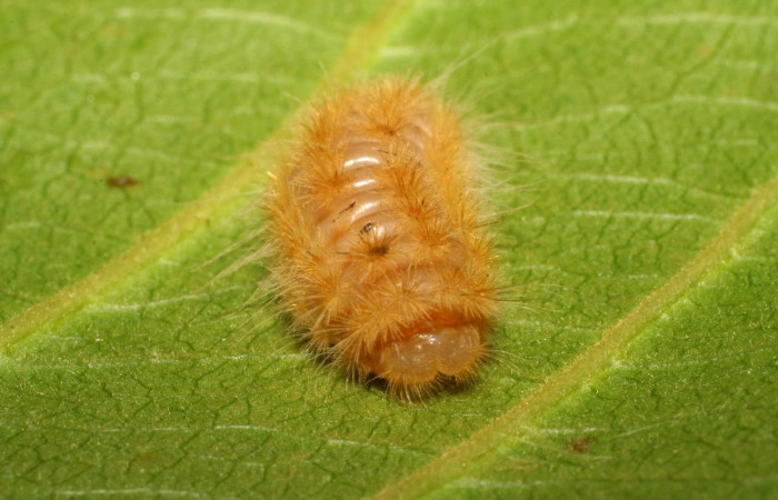 Fig.12 Larva <i>Trosia</i> Janzen03, (Megalopygidae), se alimenta <i>Terminalia catappa</i>, (introducido),(Combretaceae), mostrando la parte cabeza. Voucher: 06-SRNP-42219-DHJ414633.jpg.