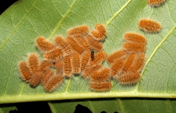 Fig.13 Grupo larvas <i>Trosia</i> Janzen03, (Megalopygidae), se alimenta <i>Terminalia catappa</i>, (introducido),(Combretaceae), mostrando la parte dorsal entero. Voucher: 06-SRNP-42206-DHJ416942.jpg.
