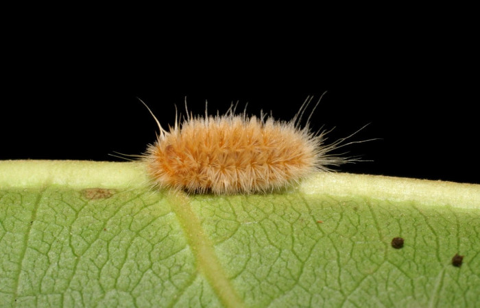 Fig.14 larvas <i>Trosia</i> Janzen03, (Megalopygidae), se alimenta <i>Terminalia catappa</i>, (introducido),(Combretaceae), mostrando la parte dorsal entero. Voucher: 06-SRNP-42206-DHJ416943.jpg.