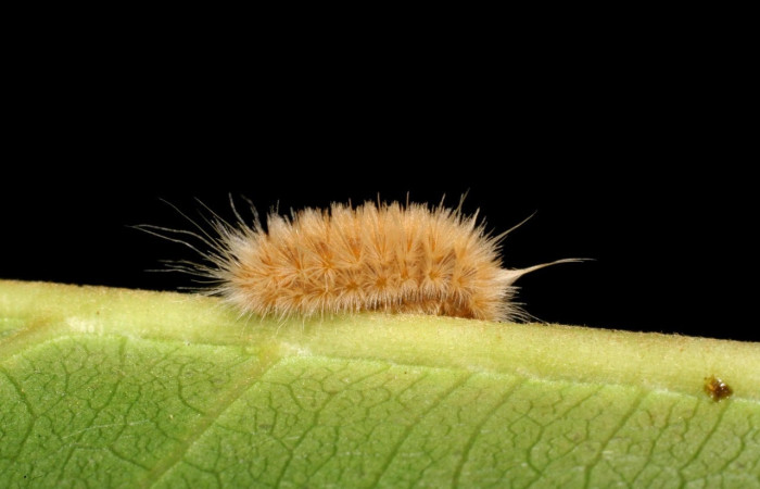 Fig.15 larvas <i>Trosia</i> Janzen03, (Megalopygidae), se alimenta <i>Terminalia catappa</i>, (introducido),(Combretaceae), mostrando la parte dorsal entero. Voucher: 06-SRNP-42206-DHJ416944.jpg.