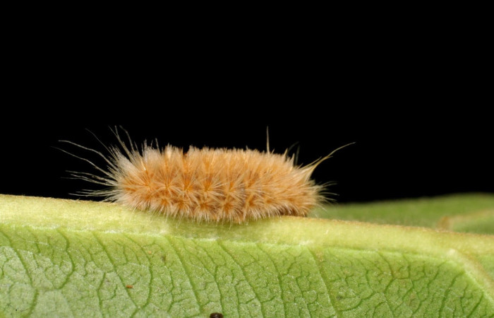 Fig.16 larvas <i>Trosia</i> Janzen03, (Megalopygidae), se alimenta <i>Terminalia catappa</i>, (introducido),(Combretaceae), mostrando la parte dorsal entero. Voucher: 06-SRNP-42206-DHJ416946.jpg.