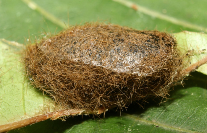 Fig.19 Capullo <i>Trosia nigropunctigera</i>, (Megalopygidae), se alimenta <i>Vochysia guatemalensis</i>,(Vochysiaceae), mostrando la parte del capullo. Voucher: 18-SRNP-70840-DHJ742669.jpg.