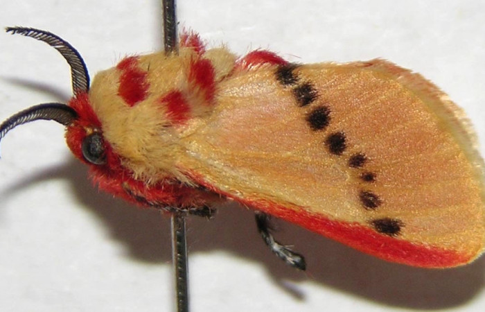 Fig.3 Adulto <i>Trosia</i> Janzen03, Megalopygidae, macho mostrando la parte lateral dorsal. Voucher: 06-SRNP-42220-DHJ359926.