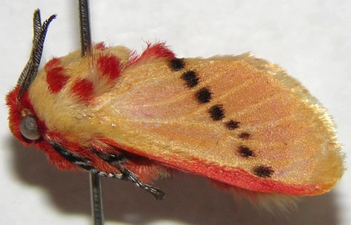 Fig.4 Adulto <i>Trosia</i> Janzen03, Megalopygidae, macho mostrando la parte lateral dorsal. Voucher: 06-SRNP-42219-DHJ359927.