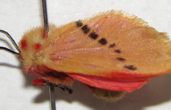 Fig.6 Adulto <i>Trosia</i> Janzen03, Megalopygidae, hembra mostrando la parte lateral dorsal. Voucher: 06-SRNP-42231-DHJ359930.