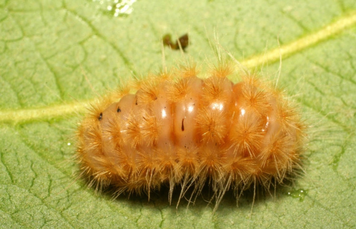 Fig.8 Larva <i>Trosia</i> Janzen03, (Megalopygidae), se alimenta  <i>Terminalia catappa</i>, (introducido),(Combretaceae), mostrando la parte dorsal entero. Voucher: 06-SRNP-42219-DHJ414628.jpg.
