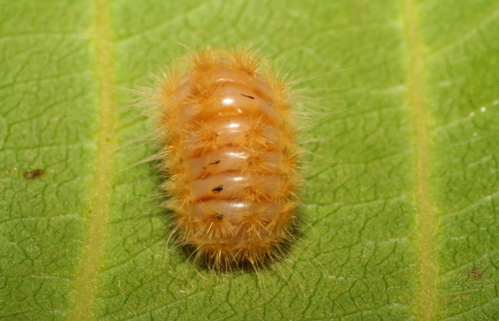 Fig.9 Larva <i>Trosia</i> Janzen03, (Megalopygidae), se alimenta <i>Terminalia catappa</i>, (introducido),(Combretaceae), mostrando la parte trasera. Voucher: 06-SRNP-42219-DHJ414629.jpg.