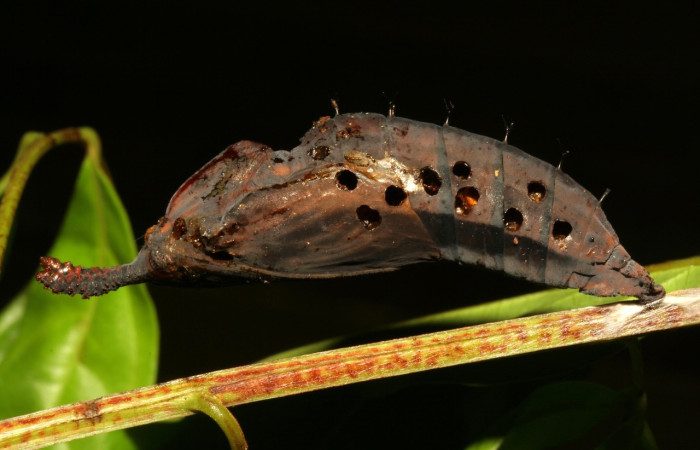 Figura 13. Pupa de Historis odius (Nymphalidae) 12-SRNP-30542-DHJ485367.jpg mide 25 mm perforada por parasitos de (Chalcididae) ya eclosionados Estación, Pitilla Sector Pitilla 675.m