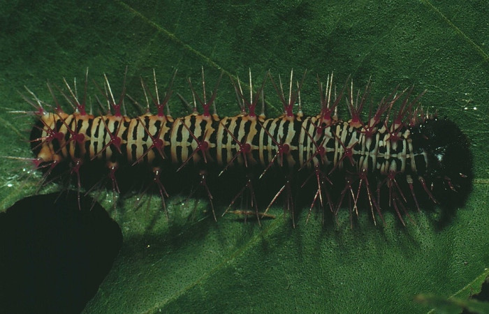 Fig. 6. Larva de Historis odius (Nymphalidae) 80-SRNP-81-DHJ1062.jpg mide 11.mm Bosque Húmedo Santa Rosa 290.m
