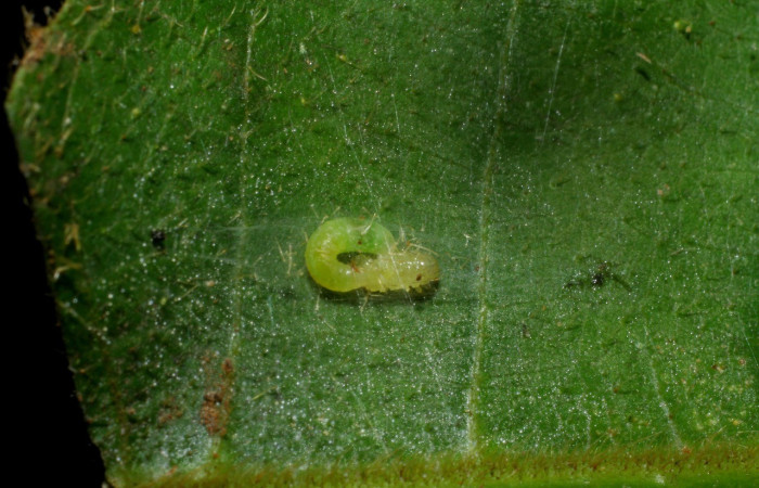 Figura 8. Larva de avispa de la familia (Braconidae) <i>Apanteles ronaldgutierrezi</i>, parásito de <i>Zodia</i> Rota02 (Choreutidae). Voucher  09-SRNP-30308-DHJ451029.jpg.