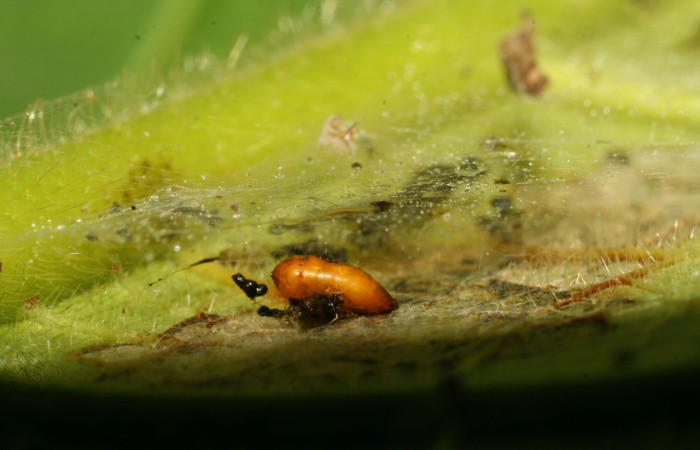 Figura 7. Pupario de (Tachinidae), <i>Lixophaga</i> Janzen20 parásito de <i>Zodia</i> Rota02 (Choreutidae). Voucher 09-SRNP-30310-DHJ458051.jpg.