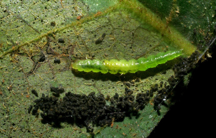 Figura 6. <i>Zodia</i> Rota02 (Choreutidae), adentro una larva parásito de (Tachinidae). <i>Lixophaga</i> Janzen20 Voucher 09-SRNP-30313-DHJ451037.jpg.