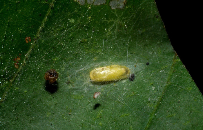 Figura 9. Capullo de avispa de la familia (Braconidae) <i>Apanteles ronaldgutierrezi</i>, parásito de <i>Zodia</i> Rota02 (Choreutidae). Voucher09-SRNP-30314-DHJ451039.jpg.
