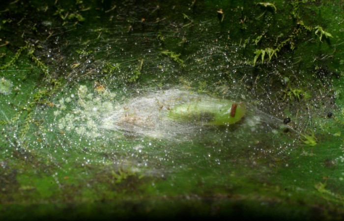 Figura 5. Pupa de <i>Zodia</i> Rota02 (Choreutidae). Voucher 09-SRNP-30315-DHJ451042.jpg.