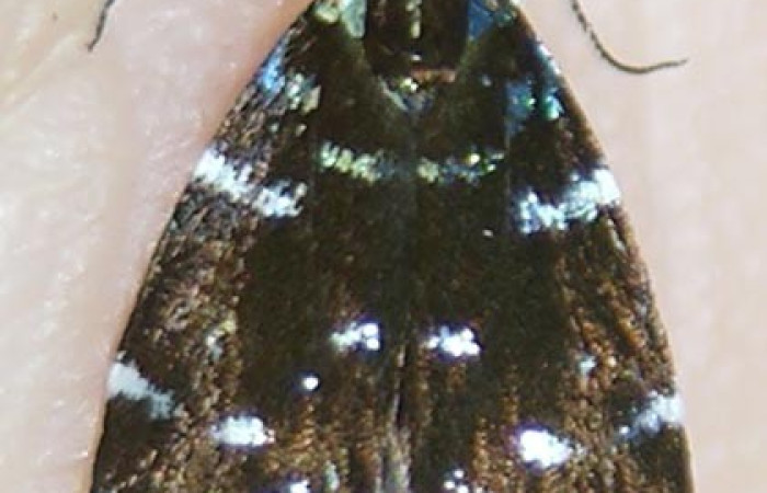 Figura 1. Adulto de <i>Zodia</i> Rota02 (Choreutidae), vista dorsal. Voucher 09-SRNP-30336-DHJ504610.jpg.