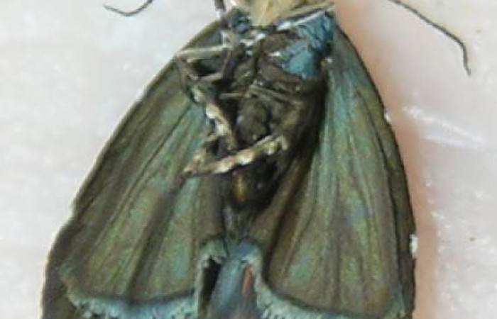 Figura 11. Adulto de <i>Zodia</i> Rota02 (Choreutidae), vista dorsal. Voucher 09-SRNP-30336-DHJ504611.jpg.