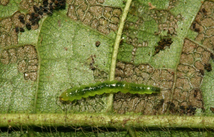 Figura 2. <i>Zodia</i> Rota02 (Choreutidae), último estadio, posición dorsal. Sector San Cristóbal. Voucher 10-SRNP-2719-DHJ470698.jpg. 