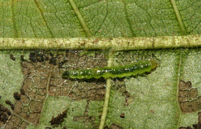 Figura 3. <i>Zodia</i> Rota02 (Choreutidae), último estadio, posición dorsal. Sector San Cristóbal. Voucher 10-SRNP-2719-DHJ470699.jpg.