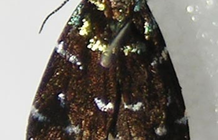 Figura 10. Adulto de <i>Zodia</i> Rota02 (Choreutidae), vista dorsal. Voucher 10-SRNP-4510-DHJ533672.jpg.