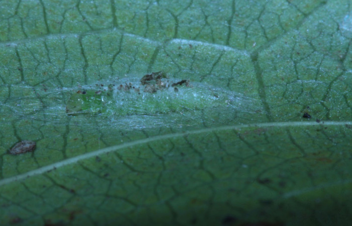 Figura 4. Prepupa de <i>Zodia</i> Rota02 (Choreutidae). Voucher 14-SRNP-30440-DHJ720664.jpg. 