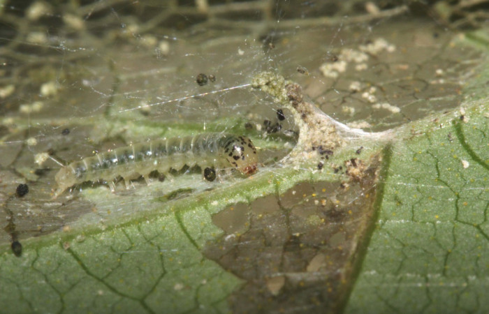 Figura 13. <i>Zodia</i> Janzen01 (Choreutidae), último estadio, posición lateral frontal, Estación Pitilla. Voucher   16-SRNP-31358-DHJ735302.jpg.