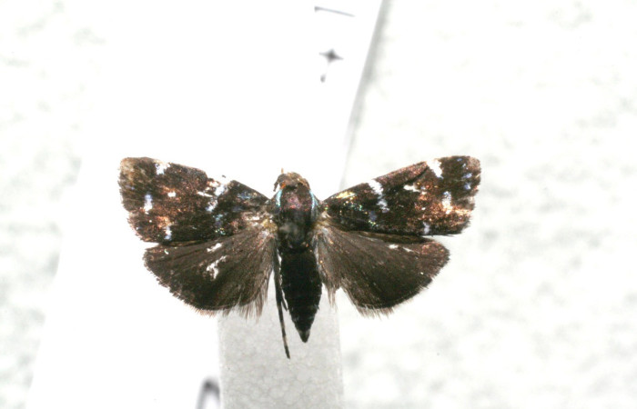 Figura 14.  Adulto <i>Zodia</i> Janzen01 (Choreutidae), vista ventral. Voucher 17-SRNP-41284-DHJ934594.jpg.