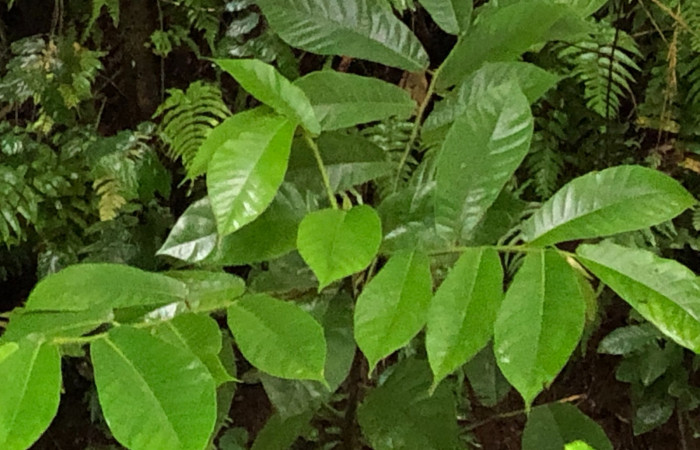 Figura 12. <i>Castilla elastica</i> (Moraceae), planta hospedera de <i>Zodia</i> Rota02 (Choreutidae). Foto. Gloria Sihezar. Bosque Transición. 12 diciembre 2024.