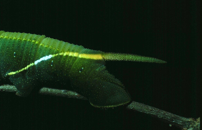  Cola en posición lateral de <i>Adhemarius daphne</i> (Sphingidae), U estadio. Sector Santa Rosa, Bosque San Emilio. Voucher 85-SRNP-502-DHJ9109.jpg.