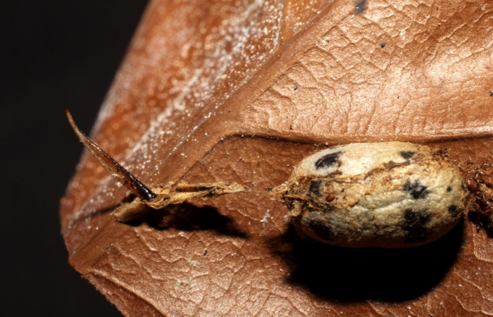   Capullo de parásito <i>Cryptophion</i> manueliDHJ01, de la familia Ichneumonidae parásito en <i>Adhemarius daphne</i> (Sphingidae). Sector Del Oro, Quebrada Serrano. Voucher 09-SRNP-22221-DHJ495883.jpg.
