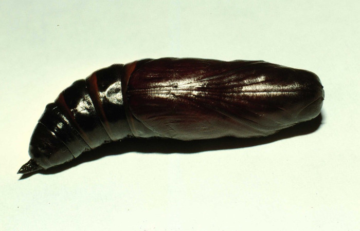  Pupa en posición dorsal de <i>Adhemarius</i> daphneDHJ01 (Sphingidae),. Sector Pailas, Estación Pailas. Voucher 98-SRNP-10861-DHJ47346.jpg.
