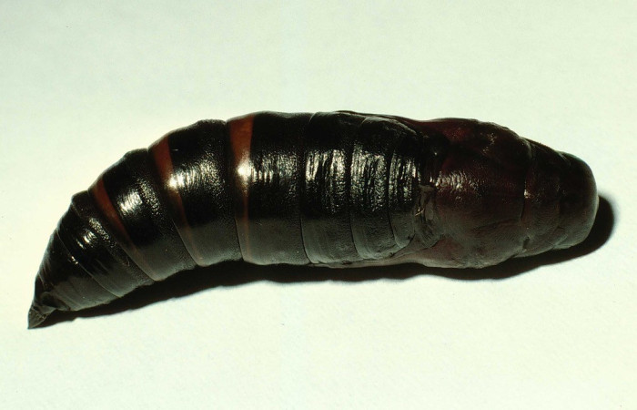  Pupa en posición lateral de <i>Adhemarius</i> daphneDHJ01 (Sphingidae). Sector Pailas, Estación. Pailas. Voucher 98-SRNP-10861-DHJ47347.jpg.