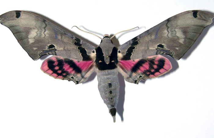  Adulto en posición dorsal de <i>Adhemarius</i> daphneDHJ01 (Sphingidae). Sector Santa Rosa, Bosque Húmedo. Voucher 03-SRNP-14302-DHJ95702.