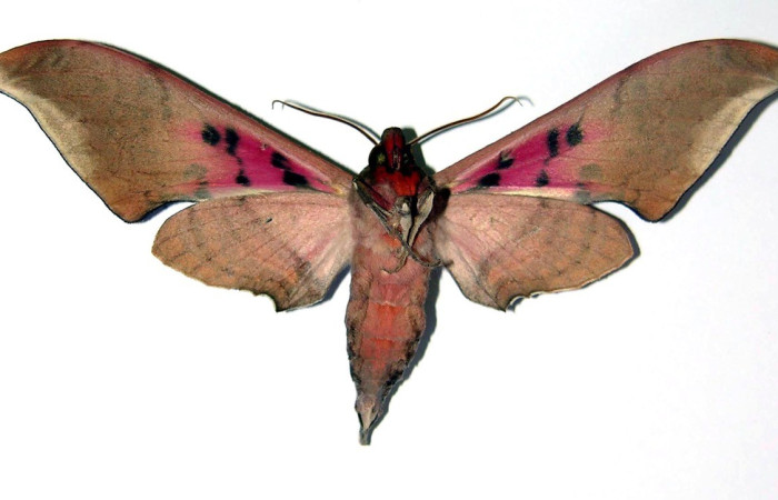  Adulto en posición ventral de <i>Adhemarius</i> daphneDHJ01 (Sphingidae). Sector Santa Rosa, Bosque Húmedo. Voucher 03-SRNP-14302-DHJ95703.