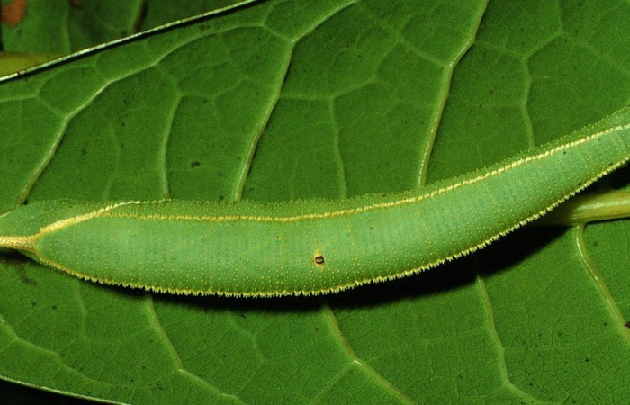  Larva en posición dorsal de <i>Adhemarius</i> daphneDHJ01 (Sphingidae), PU estadio. Sector San Cristóbal, Quebrada Cementerio. Voucher 97-SRNP-6338-DHJ43395.jpg.
