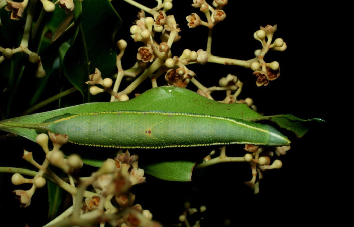  Larva en posición dorsal de <i>Adhemarius fulvescens</i> (Sphingidae), U estadio. Sector Cacao, Estación Cacao. Voucher 09-SRNP-36116-DHJ456626.jpg.