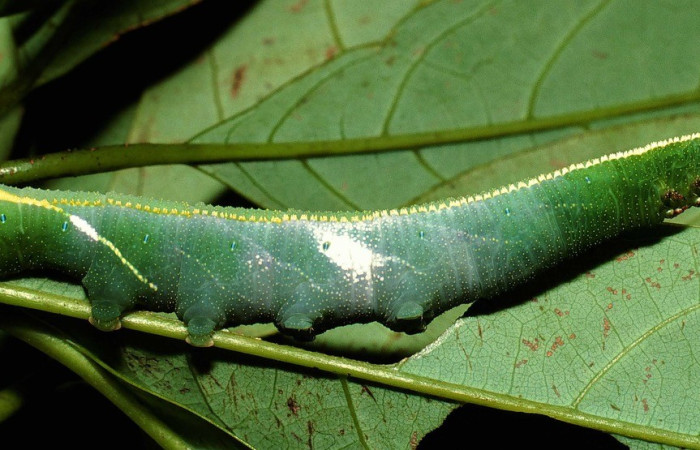  Larva en posición lateral de <i>Adhemarius fulvescens</i> (Sphingidae), U estadio. Sector Cacao, Sendero Derrumbe. Voucher 02-SRNP-9999-DHJ68952.jpg.