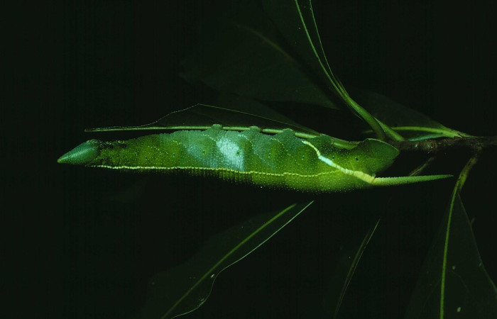  Larva en posición lateral de <i>Adhemarius Daphne</i> (Sphingidae), U estadio. Sector Santa Rosa, Bosque Húmedo. Voucher 81-SRNP-586-DHJ26135.jpg.
