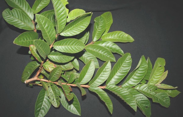 Figura 11. Posición ramas y hojas de, <i>Psidium guajava</i> (Myrtaceae) de <i>Amorbia decerptana</i>, (Crambidae). Foto, Jorge Hernández. 20 agosto 2012.