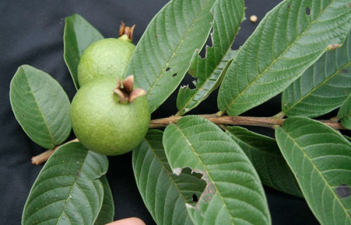 Figura 12. Posición frutos ramas de, <i>Psidium guajava</i> (Myrtaceae) de <i>Amorbia decerptana</i>, (Crambidae). Foto, Jorge Hernández. 20 agosto 2012.