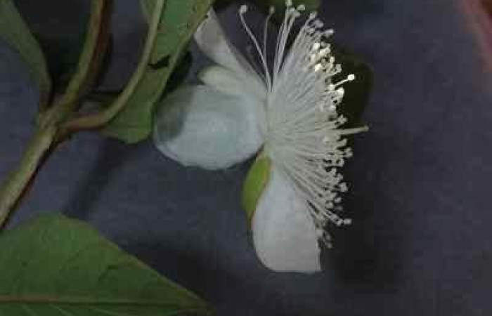 Figura 13. Posición flor lateral de, <i>Psidium guajava</i> (Myrtaceae) de <i>Amorbia decerptana</i>, (Crambidae). Foto, Jorge Hernández. 20 agosto 2012.