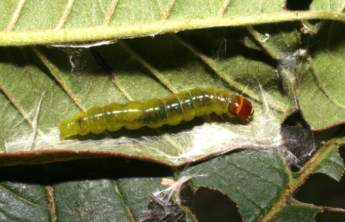 Figura 1. Dorsal entero <i>Amorbia decerptana</i>, (Crambidae), en la planta <i>Psidium guajava</i> (Myrtaceae). Sector San Cristóbal. Sendero Huerta, (elevación 527 metros). Colectada 12 agosto 2005. (05-SRNP-4733-DHJ403096.jpg).